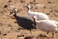 Helmeted guineafowl running. Royalty Free Stock Photo