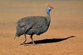 Helmeted guineafowl running Royalty Free Stock Photo