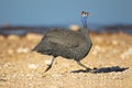 Helmeted guineafowl running Royalty Free Stock Photo