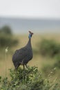 Helmeted Guineafowl seen at Masai Mara