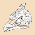 helmeted guineafowl skull head vector illustration animal