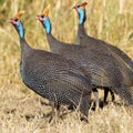 Helmeted Guineafowl - Three In A Line