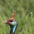 The Helmeted Guineafowl. Wild bird in Africa. Lake Manyara National Park, Tanzania