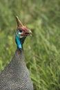 The Helmeted Guineafowl. Wild bird in Africa. Lake Manyara National Park, Tanzania