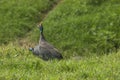 The Helmeted Guineafowl. Wild bird in Africa. Lake Manyara National Park, Tanzania