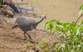 The helmeted guineafowl (Numida meleagris) Royalty Free Stock Photo