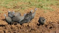 Helmeted guineafowls drinking at a waterhole, South Africa