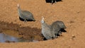Helmeted guineafowls drinking at a waterhole, South Africa