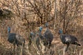 Helmeted Guineafowls Royalty Free Stock Photo