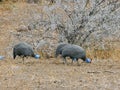 Helmeted guineafowls in Kruger National Park Royalty Free Stock Photo