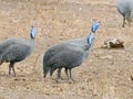 Helmeted guineafowls in Kruger National Park