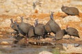 Helmeted guineafowls drinking water Royalty Free Stock Photo