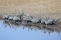 Helmeted guineafowls (Numida meleagris) drinking water, Royalty Free Stock Photo