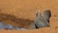 Helmeted guineafowls drinking at a waterhole, South Africa