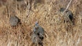 Helmeted guineafowls feeding in a bush