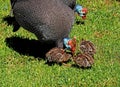 Helmeted Guineafowls Numida meleagris mitratus and 3 babies - South Africa
