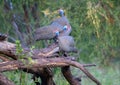 Helmeted guineafowls at the Nxai Pan Nationalpark in Botswana