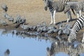 Helmeted guineafowls and Plains Zebra drinking Royalty Free Stock Photo