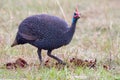 Helmeted Guinefowl Scratching Royalty Free Stock Photo