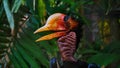 The helmeted hornbill is a very large bird in the hornbill family. It is found on the Malay Peninsula, Sumatra and Borneo. The cas