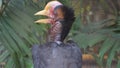 The helmeted hornbill is a very large bird in the hornbill family. It is found on the Malay Peninsula, Sumatra and Borneo. The cas