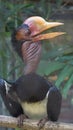 The helmeted hornbill is a very large bird in the hornbill family. It is found on the Malay Peninsula, Sumatra and Borneo. The cas