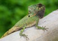 Helmeted Iguana or Casque-headed Lizard