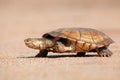 Helmeted terrapin Royalty Free Stock Photo