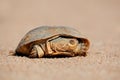 Helmeted terrapin Royalty Free Stock Photo