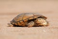 Helmeted terrapin Royalty Free Stock Photo