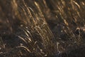 Helmgras, European Marram Grass, Ammophila arenaria