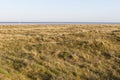 Helmgras, Marram Grass Royalty Free Stock Photo