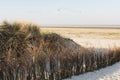 Helmgras, Marram Grass Royalty Free Stock Photo