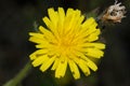 Helminthotheca echioides, bristly oxtongue