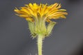 Helminthotheca echioides, bristly oxtongue