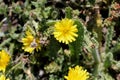 Helminthotheca echioides, bristly oxtongue