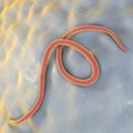 Helminths nematodes Enterobius Royalty Free Stock Photo