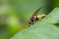 Helmkruidbladwesp, Figwort sawfly, enthredo scrophulariae Royalty Free Stock Photo