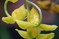 Helmut Gongora Orchid Royalty Free Stock Photo