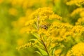 Helophilus trivittatus pollinates