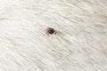 Help clean ticks from dog. Tick-borne diseases. Ixodes ricinus Royalty Free Stock Photo