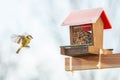 Help for small city birds to survive during winter season with a