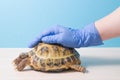 help and treatment of rickets in turtles