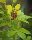 Helper beautiful Pollinator waspÃ°Å¸ÂÂ