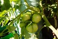 Beef tomatoes ripening on the truss, by the water butt. Royalty Free Stock Photo