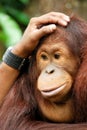 Helping hand - orang utan Royalty Free Stock Photo