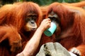 helping hand - orang utans Royalty Free Stock Photo