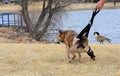 Helping injured dog urinate Royalty Free Stock Photo