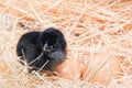 Helpless little chick still wet after hatching Royalty Free Stock Photo