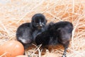 Helpless little chick still wet after hatching Royalty Free Stock Photo